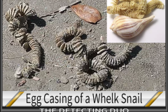 Whelk Snail Egg Casing