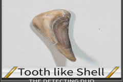 Tooth Shell