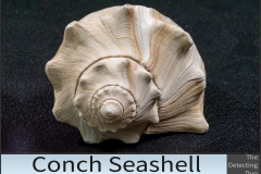 Conch Seashell 2