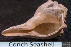 Conch Seashell 3